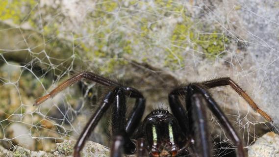 Giftige Spinnen in Deutschland: So gefährlich sind sie wirklich