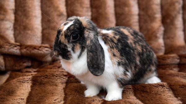 Die Widder-Kaninchendame „Bonny“ wurde im Tierheim Neumarkt abgegeben, weil ihr Partner verstarb. Die etwa 2020 geborene „Bonny“ war dann alleine, doch Alleinhaltung von Kaninchen ist nicht artgerecht. Deshalb wollte man „Bonny“ auch nicht zumuten, ihr weiteres Leben lang alleine zu bleiben. Nachdem andererseits aber ohnehin angedacht war, die Kaninchenhaltung aufzugeben, wurde für die dreifarbige „Bonny“ nicht mehr nach einem geeigneten Partnertier Ausschau gehalten, sondern „Bonny“ wurde im Tierheim abgegeben. Nun wird für Bonny, die momentan aufgrund der Veränderung, der neuen Umgebung und der neuen Gerüche noch sehr verschreckt reagiert und sich am liebsten versteckt, ein neues, verständnis- und liebevolles Zuhause bei einem alleinstehenden, friedlichen und im Alter passenden Kaninchenbuben gesucht. Wenn zwischen den Kaninchen die Chemie stimmt und der neue Kaninchenpartner auch noch im Besitz einer Sommerresidenz wäre, also einem mardersicheren Freigehege für die Sommermonate, würde sich „Bonny“, die bisher in Innenhaltung war, der Verbindung wahrscheinlich nicht abgeneigt zeigen. Das Tierheim Neumarkt hat aus organisatorischen Gründen keine offiziellen Öffnungszeiten. Für Besuch, Beratung und Tiervermittlung vereinbaren Sie bitte vorher einen Termin. Die Tierpflegerinnen können sich dann uneingeschränkt Ihrem Anliegen widmen. Auch zum Gassi gehen ist ein vorheriger Anruf sinnvoll. Katzenkuscheln ist täglich zwischen 14 und 17 Uhr möglich. Das Tierheim ist täglich (außer an Sonn- und Feiertagen) von 13 bis 17 Uhr unter der Telefonnummer (09181) 22862 erreichbar. Hier geht es zur Internet-Seite des Tierheims