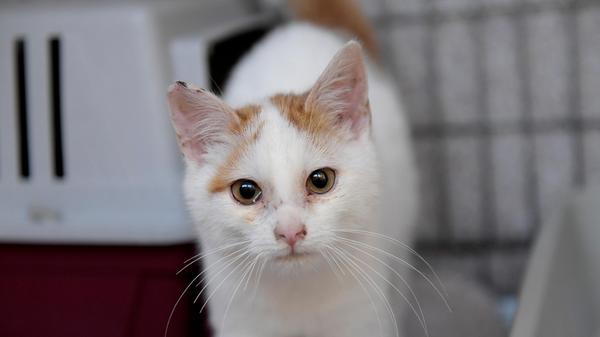 Der kleine weiß-rote Kater wurde am 3. Januar im Tierheim Neumarkt abgegeben, nachdem er zwei Tage vorher in Sengenthal in der Hauptstraße zugelaufen war. Dort saß er in einem Vorgarten und schaute mit seinen rot entzündeten Äuglein etwas ratlos in die Welt. Im Tierheim bekam er erst einmal eine warme, gemütliche Unterkunft und es wurde auch gleich damit begonnen, den Schnupfen und die entzündeten Augen zu behandeln, damit sich keine Spätfolgen einstellen. Der kleine Kater ist sehr zutraulich, er kommt sofort her, um gestreichelt zu werden. Das heißt, der Kleine hat bisher bei Menschen gelebt. Die Besitzer dieses Katers möchten sich bitte im Tierheim melden. Tierheim Neumarkt hat aus organisatorischen Gründen keine offiziellen Öffnungszeiten. Für Besuch, Beratung und Tiervermittlung vereinbaren Sie bitte vorher einen Termin. Die Tierpflegerinnen können sich dann uneingeschränkt Ihrem Anliegen widmen. Auch zum Gassi gehen ist ein vorheriger Anruf sinnvoll. Katzenkuscheln ist täglich zwischen 14 und 17 Uhr möglich. Das Tierheim ist täglich (außer an Sonn- und Feiertagen) von 13 bis 17 Uhr unter der Telefonnummer (09181) 22862 erreichbar. Hier geht es zur Internet-Seite des Tierheims