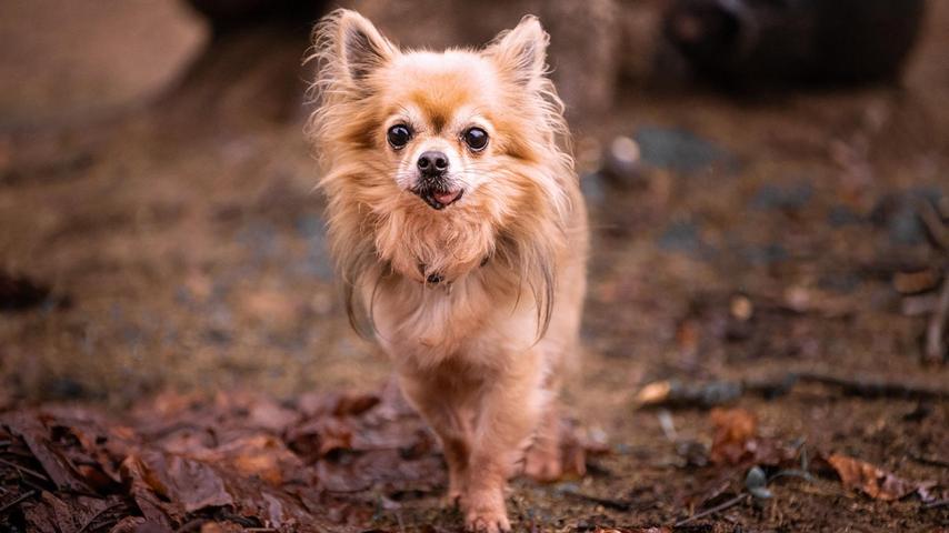 Tommy ist ein Chihuahua, der im Dezember im Einzugsgebiet des Tierheims gefunden worden ist. Er ist extrem vernachlässigt werden, musste an den Zähnen operiert werden. Bei seinen Bezugsmenschen ist er sehr verschmust und anhänglich. Er fordert zwischenzeitlich seine Kuscheleinheiten ein. Sein Alter lässt sich schwer einschätzen, aber die bereits erfolgten Massnahmen, haben ihm enorme Lebensqualität zurück gegeben und lassen ihn um einiges jünger wirken.
