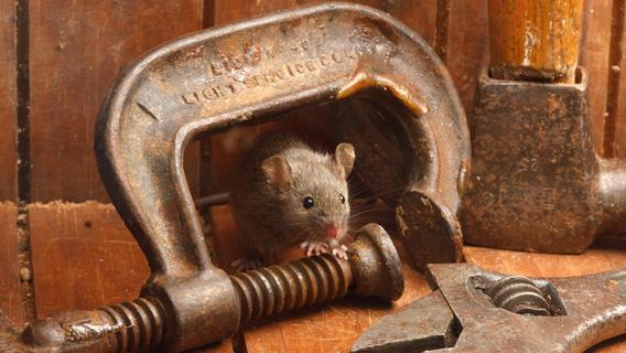 Alles tierisch in Ordnung: Hier räumt die Maus!