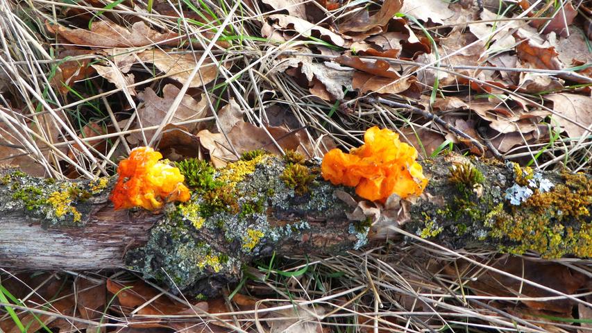Auf einem Waldspaziergang leuchteten unserer Leserfotografin rosettenartige, orangefarbene Pilze auf einem am Boden liegenden Baumstamm entgegen. Mehr Leserfotos finden Sie hier