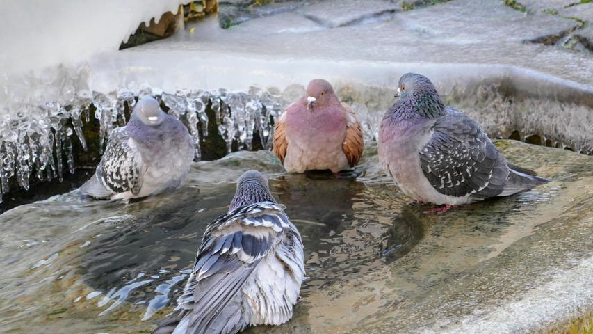 Gar nicht verfroren nehmen diese Tauben ein geselliges Bad in einem Brunnen in Forchheim. Mehr Leserfotos finden Sie hier