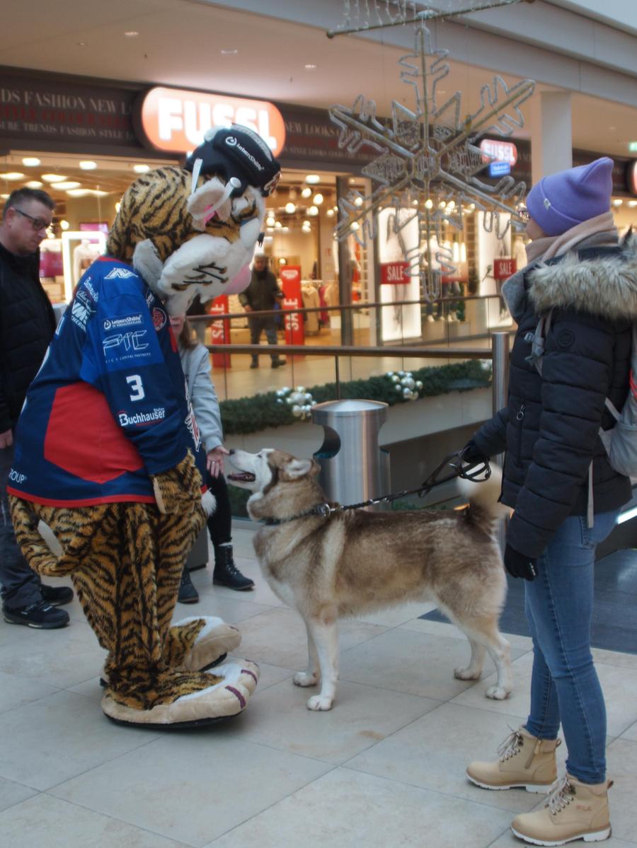 Auch dieser Husky hatte seinen Spaß mit dem Plüschtiger. Auch dieser Husky hatte seinen Spaß mit dem Plüschtiger.