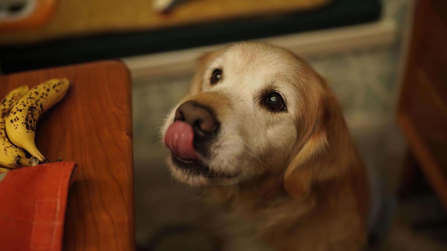 Die meisten Hunde lieben Bananen. Aber dürfen Hunde Bananen essen?