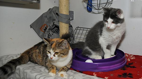 Die zwei Katzenkinder „Max“ und „Thea“ kamen als Fundtiere ins Tierheim Neumarkt, aber leider hat sich bei keinem der Kätzchen bislang die Besitzerfamilie gemeldet. Der graue langhaarige „Max“ und die dreifarbige hübsche „Thea“ mit ihrem flauschigen Fell sind nämlich keine Geschwister. Sie sind aber mit jetzt zirka fünf Monaten etwa im gleichen Alter und sie haben im Tierheim Freundschaft geschlossen, so dass „Max“ und „Thea“ nur miteinander in ein geeignetes Zuhause vermittelt werden. Beide haben als kleine Kätzchen die Freiheit draußen schon kennen gelernt, so dass „Max“ und „Thea“ nach entsprechender Eingewöhnungszeit sowie nach Kastration auch im neuen Zuhause wieder Freigang bekommen sollten. Das setzt aber voraus, dass das neue Zuhause, idealerweise ein Häuschen mit Garten im Grünen, wirklich verkehrsberuhigt liegt. Wer sich für diese beiden nicht nur hübschen, sondern auch netten, temperamentvollen und verspielten Kerlchen interessiert, sollte nicht nur „schockverliebt“ sein, sondern auch wissen, dass Katzen eine Lebenserwartung zwischen 15 und 20 Jahren haben können und dass es ein „Für-immer-Zuhause“ werden soll. Das Tierheim Neumarkt hat aus organisatorischen Gründen keine offiziellen Öffnungszeiten. Für Besuch, Beratung und Tiervermittlung vereinbaren Sie bitte vorher einen Termin. Die Tierpflegerinnen können sich dann uneingeschränkt Ihrem Anliegen widmen. Auch zum Gassi gehen ist ein vorheriger Anruf sinnvoll. Katzenkuscheln ist täglich zwischen 14 und 17 Uhr möglich. Das Tierheim ist täglich (außer an Sonn- und Feiertagen) von 13 bis 17 Uhr unter der Telefonnummer (09181) 22862 erreichbar. Hier geht es zur Internet-Seite des Tierheims