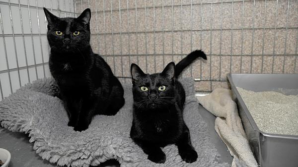 Das schwarze Katzenpärchen, das etwa sechs bis sieben Monate alt ist, wurde am 10. Januar in Sengenthal in der Weichselsteiner Straße auf einem Firmengelände aufgegriffen und am 11. Januar, nachdem kein Besitzer der Katzengeschwister ermittelt werden konnte, ins Tierheim Neumarkt gebracht. Die beiden Katzen sind sehr menschenbezogen und zutraulich. Daraus ist zu entnehmen, dass sie schon in einem Haushalt gelebt haben. Wo werden diese beiden schwarzen Minipanther vermisst? Das Tierheim Neumarkt hat aus organisatorischen Gründen keine offiziellen Öffnungszeiten. Für Besuch, Beratung und Tiervermittlung vereinbaren Sie bitte vorher einen Termin. Die Tierpflegerinnen können sich dann uneingeschränkt Ihrem Anliegen widmen. Auch zum Gassi gehen ist ein vorheriger Anruf sinnvoll. Katzenkuscheln ist täglich zwischen 14 und 17 Uhr möglich. Das Tierheim ist täglich (außer an Sonn- und Feiertagen) von 13 bis 17 Uhr unter der Telefonnummer (09181) 22862 erreichbar. Hier geht es zur Internet-Seite des Tierheims