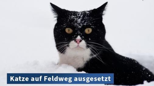 Diese Katze wurde am Dienstagmittag einfach auf einem Feldweg ausgesetzt. Inzwischen befindet sie sich im Tierheim Gunzenhausen.