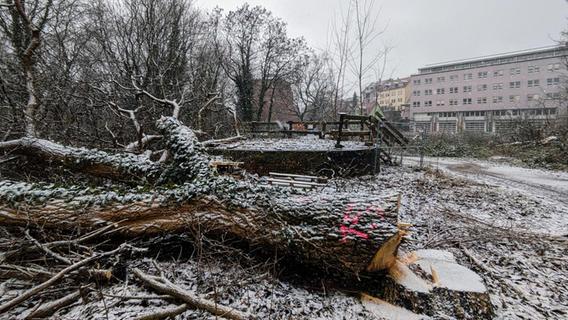 51 Fürther Bäume fallen:  Bis zum Mittag war schon kräftig fürs Schliemann-Gymnasium abgeholzt
