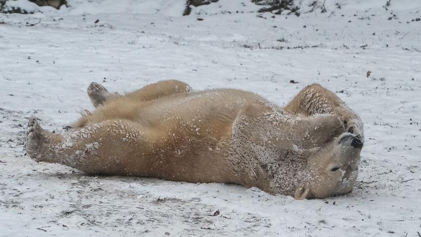 Im Gegenteil: Sichtlich wohl fühlt sich dieser Eisbär, der im Tiergarten Nürnberg im Schnee tollt. Mehr Leserfotos finden Sie hier