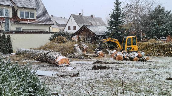 Kommentar zur illegalen Baumfällung in Forchheim: Dieser Fall ist besonders dreist