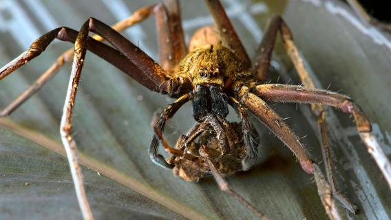 Mitarbeiter entdecken riesige exotische Spinne in Obstabteilung im Supermarkt