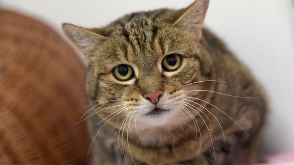 Der getigerte Kater „Tapsi“ ist, wie man in Bayern so schon sagt, ein Brocken von einem Kater. Wie bei der Abgabe von „Tapsi“ im Tierheim erzählt wurde, hat „Tapsi“ mit seiner Familie vorher in Deining-Leutenbach in der Ortsstraße gelebt, aber seine Familie sei dann weggezogen und niemand weiß, wohin. „Tapsi“ blieb zurück oder wurde zurückgelassen. Dann saß der stattliche Kater oft in der Nachbarschaft seines ehemaligen Zuhauses vor den Türen, bis er schließlich ins Tierheim gebracht wurde. Der etwa zwischen 2015 und 2017 geborene „Tapsi“ ist ein richtiger Kater vom Lande: groß, stattlich, selbstbewusst, aber oft – und immer öfter – zeigt er auch seine menschenbezogene, verschmuste Seite. Dann hält er sein Köpfchen her oder stupst einen mit dem Köpfchen an, damit man ihn streicheln kann. Manchmal sagt er aber auch, wenn es genug ist. Für kleine Kinder ist er deshalb nicht gerade geeignet. „Tapsi“ wünscht sich ein neues, schönes Zuhause bei netten, verständnisvollen Menschen, die ihn so sein lassen, wie er ist. Dieses neue Zuhause darf gerne ländlich liegen, es darf auch ein landwirtschaftlicher Betrieb sein, doch „Tapsi“ sollte dort auch Kontakt zu seinen Menschen haben können und mit ins Haus dürfen. Ein Leben nur in einer Scheune würde „Tapsi“ sicher nicht gefallen. Das Tierheim Neumarkt hat aus organisatorischen Gründen keine offiziellen Öffnungszeiten. Für Besuch, Beratung und Tiervermittlung vereinbaren Sie bitte vorher einen Termin. Die Tierpflegerinnen können sich dann uneingeschränkt Ihrem Anliegen widmen. Auch zum Gassi gehen ist ein vorheriger Anruf sinnvoll. Katzenkuscheln ist täglich zwischen 14 und 17 Uhr möglich. Das Tierheim ist täglich (außer an Sonn- und Feiertagen) von 13 bis 17 Uhr unter der Telefonnummer (09181) 22862 erreichbar. Hier geht es zur Internet-Seite des Tierheims