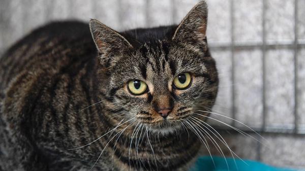 Die wunderschön getigerte Katze „Minka“ wurde im Tierheim abgegeben, weil ihr Besitzer verstarb. „Minka“ ist etwa fünf Jahre alt und sie ist ein Traum von einer Katze. Sie ist lieb, zutraulich und verschmust. Für die arme „Minka“ wird deshalb ein neues Zuhause gesucht, wo es ruhig und gemütlich zugeht und wo Minka nach entsprechender Eingewöhnung auch wieder Freigang in verkehrsberuhigter Gegend genießen kann, denn daran war sie gewöhnt. Ein Häuschen im Grünen und liebevolle Menschen, die ihr über diesen doch sehr großen Einschnitt in ihrem Leben hinweghelfen, würden ihr bestimmt gefallen. Das Tierheim Neumarkt hat aus organisatorischen Gründen keine offiziellen Öffnungszeiten. Für Besuch, Beratung und Tiervermittlung vereinbaren Sie bitte vorher einen Termin. Die Tierpflegerinnen können sich dann uneingeschränkt Ihrem Anliegen widmen. Auch zum Gassi gehen ist ein vorheriger Anruf sinnvoll. Katzenkuscheln ist täglich zwischen 14 und 17 Uhr möglich. Das Tierheim ist täglich (außer an Sonn- und Feiertagen) von 13 bis 17 Uhr unter der Telefonnummer (09181) 22862 erreichbar. Hier geht es zur Internet-Seite des Tierheims