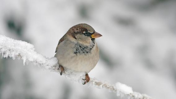 Titelverteidiger der Wintervögel: Haussperling macht das Rennen