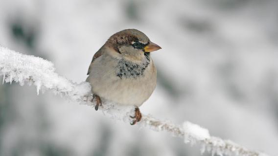 Die Stunde der Wintervögel: Unerwartete Gäste kommen in die heimischen Gärten
