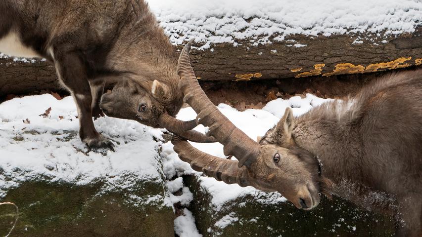 Zwei Steinböcke kreuzen im Nürnberger Tiergarten ihre Hörner.  Mehr Leserfotos finden Sie hier