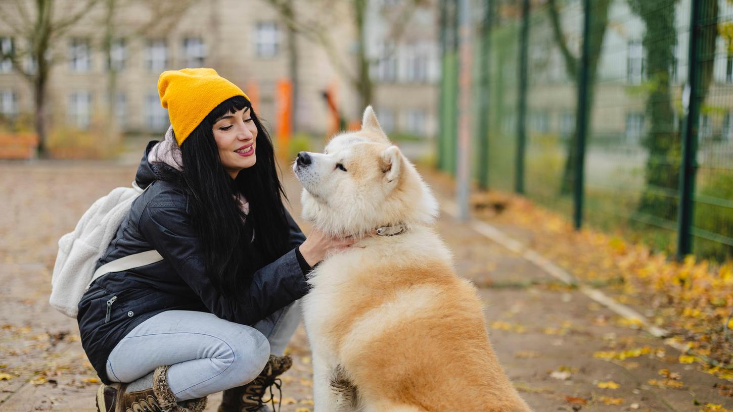 Hunde der Rasse Akita sind meist nur für erfahrene Hundebesitzer gedacht. Auch der Rüde Flash aus dem Tierheim Bayreuth braucht jemanden, der sich mit Hunden auskennt. (Symbolbild)