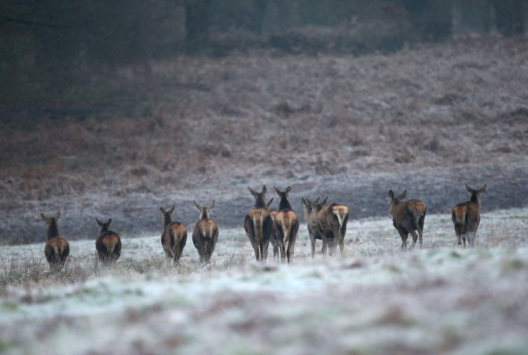 Hirsche und Rehe bereiten Großbritannien Sorgen