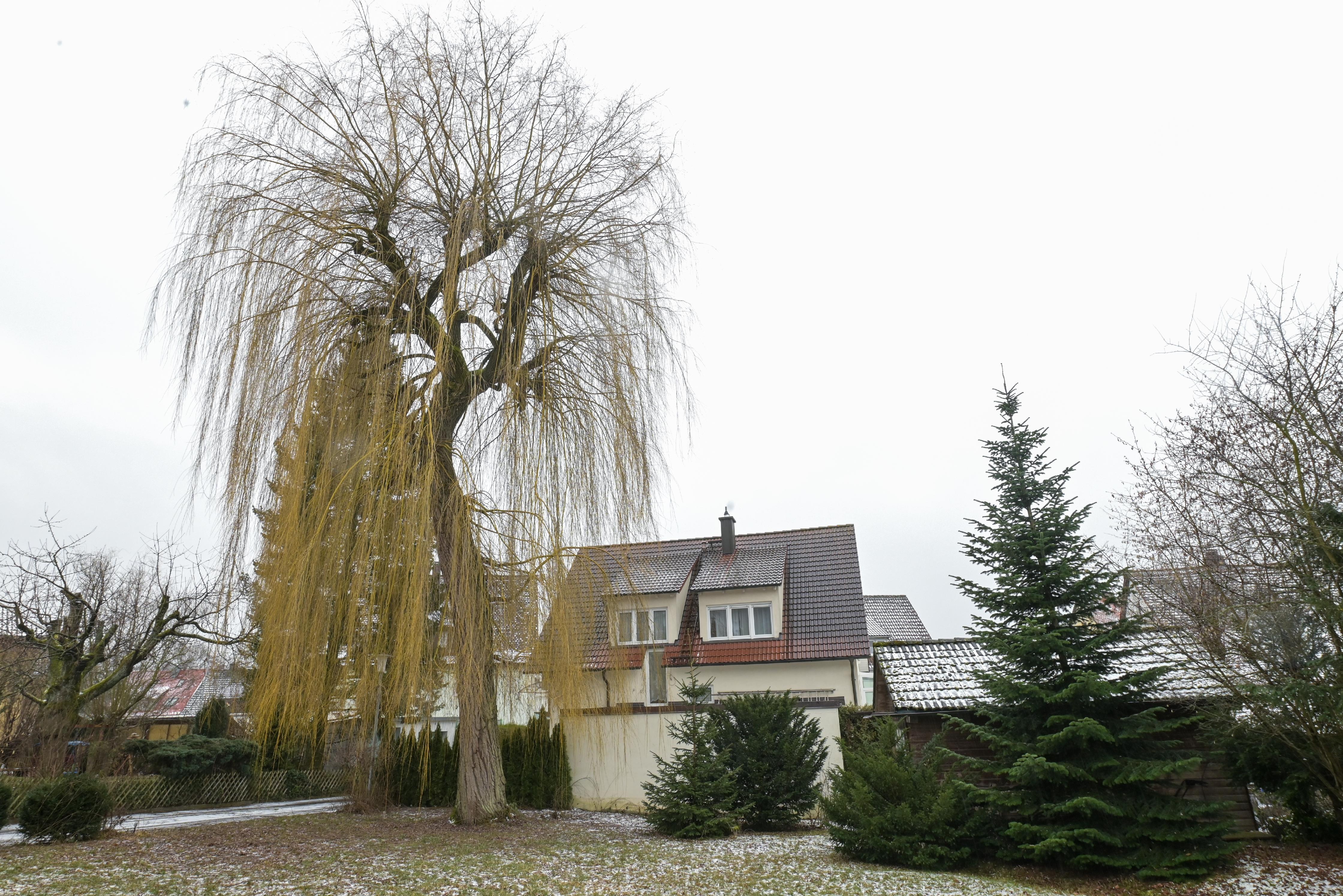 Baum Fallen Strafe Nrw