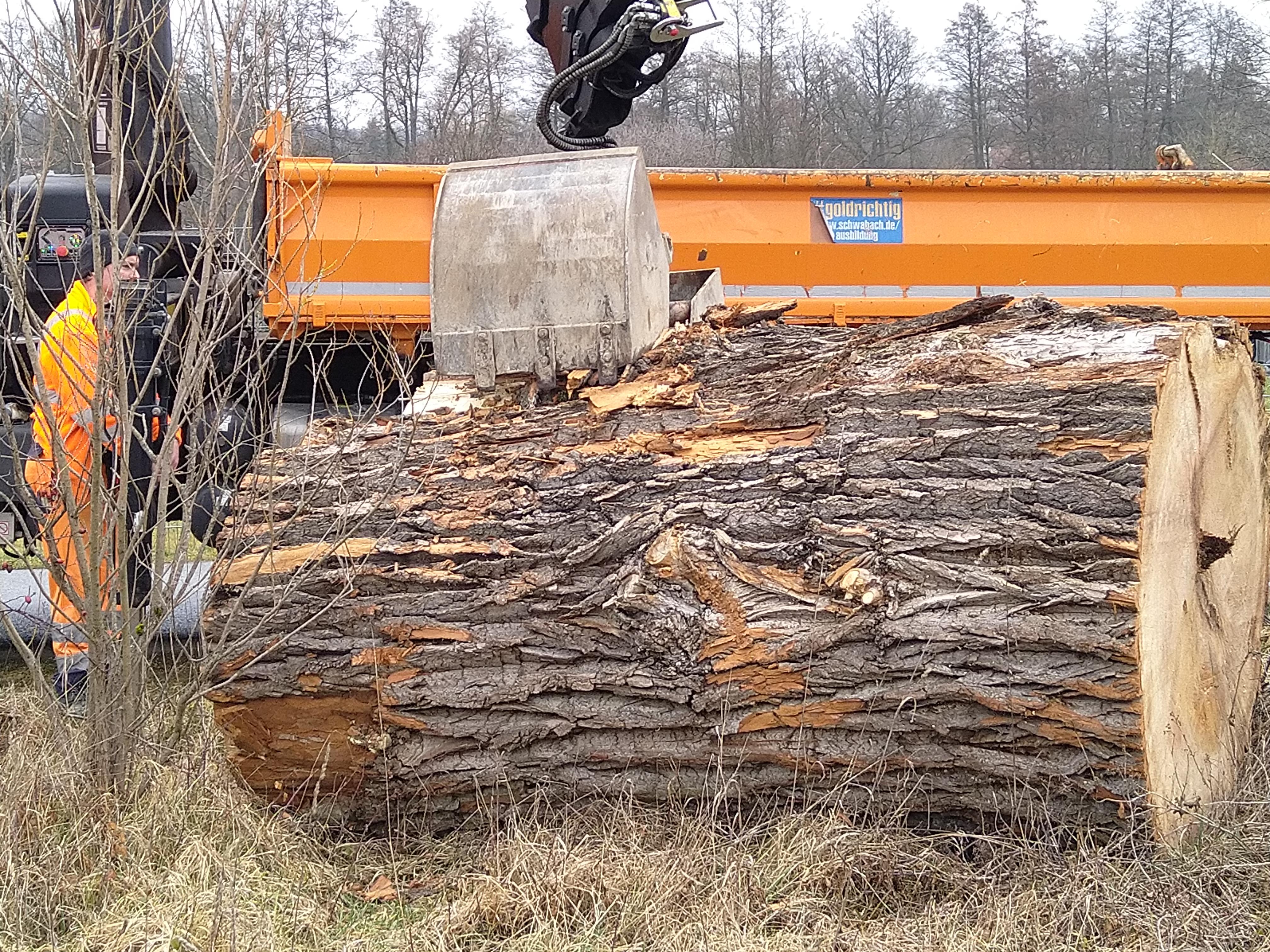 Ein Beispiel aus 31 neuen Biotope in Schwabach: An der Wirtschaftsschule musste eine alte Pappel gefällt werden. Sie wurde als „Totholz“ in den Brunnenweg nach Unterreichenbach gebracht. 