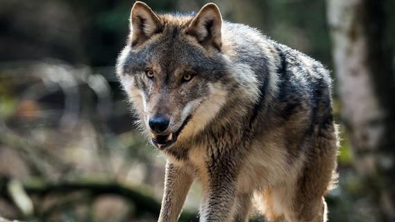 Totes Kalb: Erster Wolfsriss im Landkreis Roth? Bäuerin: "Ich habe Angst um meine Tiere!"