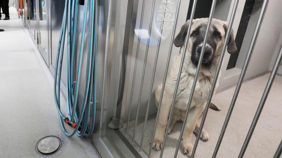 Tierschutzvereine in und um Nürnberg schlagen Alarm: Hunde-Rudel könnten bald durch Städte ziehen