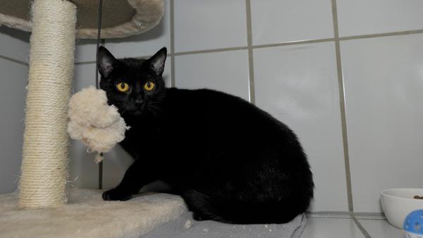 Die schwarze Katze „Rica“ kam als Fundtier ins Tierheim, aber ihr Besitzer hat sich leider nicht gemeldet, so dass für „Rica“ nun ein neues Zuhause gesucht wird. „Rica“ war im Tierheim anfangs sehr schüchtern und ängstlich, ihre Transportbox hat sie nur dann verlassen, wenn kein Mensch in der Nähe war. Mittlerweile hat sich das aber geändert und wenn man ruhig auf die knapp ein Jahr alte „Rica“ zugeht und mit ihr spricht, lässt sie sich auch streicheln. Ihre Zurückhaltung den Menschen gegenüber verschwindet von Tag zu Tag mehr. Für „Rica“ sollte man im neuen Zuhause in der ersten Zeit etwas Geduld und Verständnis aufbringen und sie zu nichts zwingen, sondern man sollte sie erst einmal so nehmen, wie sie eben ist. Mit der nötigen Ruhe, Geduld und auch Zeit gewinnt man dann bestimmt schnell ihr Vertrauen. Etwas Katzenerfahrung ist also von Vorteil. Für Kinder ist „Rica“ jedoch nicht geeignet Nachdem „Rica“ offenbar vorher schon Freigang hatte, sollte sie im neuen Zuhause nach entsprechender Eingewöhnungszeit auch wieder Freigang haben dürfen. Das setzt voraus, dass das neue Zuhause verkehrsberuhigt liegt, gerne auch ländlich. Das Tierheim Neumarkt hat aus organisatorischen Gründen keine offiziellen Öffnungszeiten. Für Besuch, Beratung und Tiervermittlung vereinbaren Sie bitte vorher einen Termin. Die Tierpflegerinnen können sich dann uneingeschränkt Ihrem Anliegen widmen. Auch zum Gassi gehen ist ein vorheriger Anruf sinnvoll. Katzenkuscheln ist täglich zwischen 14 und 17 Uhr möglich. Das Tierheim ist täglich (außer an Sonn- und Feiertagen) von 13 bis 17 Uhr unter der Telefonnummer (09181) 22862 erreichbar. Hier geht es zur Internet-Seite des Tierheims