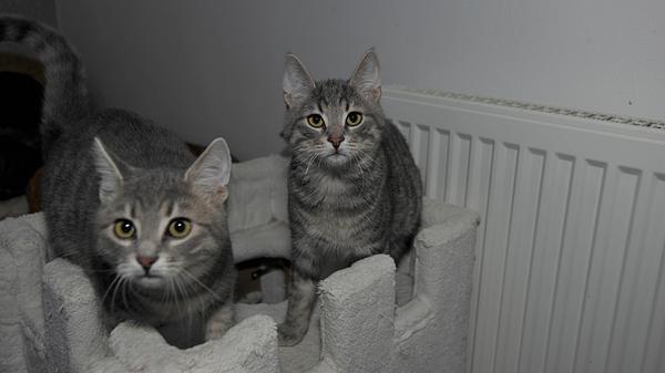 Das grau getigerte Geschwisterpärchen „Attila“ und „Amelie“ ist ebenfalls auf der Suche nach einem neuen, gemeinsamen Wirkungskreis. Die beiden kleinen, munteren Kobolde wurden am 31. August 2023 im Tierheim geboren, es sind also richtige kleine Löwen, zumindest vom Sternzeichen her. Wie es sich für Katzenkinder gehört, sind die beiden Kätzchen entdeckerfreudig, verspielt, aufgeweckt und temperamentvoll, so dass man schon eine gewisse Großzügigkeit besitzen sollte, wenn man sich für das muntere Duo interessiert. Andererseits ist es auch wieder schön, ihnen beim gemeinsamen Spiel zuzusehen. Die Kätzchen werden in Wohnungshaltung vermittelt, wobei die Wohnung schon geräumig sein sollte und es sollte auch ein eingenetzter Balkon vorhanden sein. Das Tierheim Neumarkt hat aus organisatorischen Gründen keine offiziellen Öffnungszeiten. Für Besuch, Beratung und Tiervermittlung vereinbaren Sie bitte vorher einen Termin. Die Tierpflegerinnen können sich dann uneingeschränkt Ihrem Anliegen widmen. Auch zum Gassi gehen ist ein vorheriger Anruf sinnvoll. Katzenkuscheln ist täglich zwischen 14 und 17 Uhr möglich. Das Tierheim ist täglich (außer an Sonn- und Feiertagen) von 13 bis 17 Uhr unter der Telefonnummer (09181) 22862 erreichbar. Hier geht es zur Internet-Seite des Tierheims