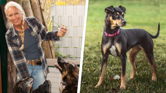 Streit um Steuer: Tierschutzverein nimmt Hunde aus Nürnberg auf und muss dafür an die Stadt zahlen
