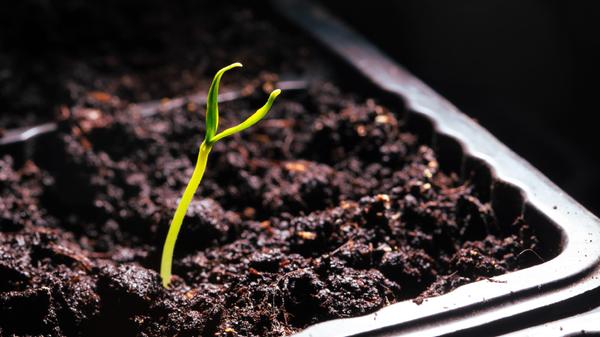A small sprout of bell pepper sprouts in the ground.