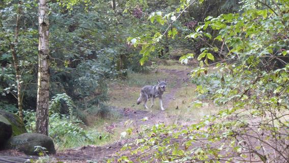 Auge in Auge mit dem Wolf: So sollte man sich bei der Begegnung mit dem Raubtier verhalten