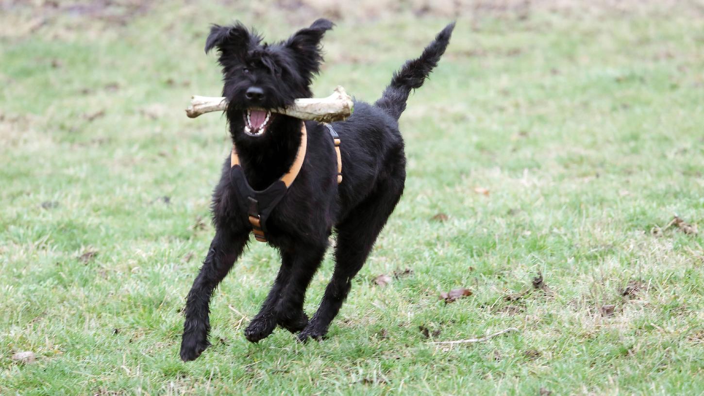 Über die Alabama-Seuche ist nicht viel bekannt. Für Hunde kann sie tödlich enden. (Symbolbild) 