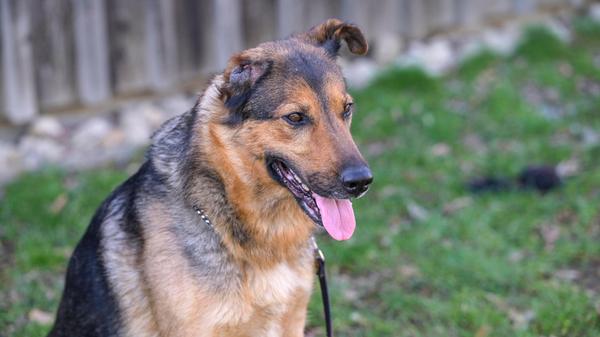 Leider ist die schwarz-braune Schäferhündin „Bella“ schon wieder auf der Suche nach einem neuen Zuhause, aber die 2015 geborene Hündin kann nichts dafür. Ihr Besitzer, bei dem sie knapp vier Jahre lebte, ist verstorben. Bei ihm hatte „Bella“ ein schönes Leben, das sie so bisher nie kennengelernt hatte. „Bella“ musste vorher nämlich, zusammen mit einer anderen Hundedame, in einer Art Rohbau-Garage in unverstellbarem Schmutz und Dreck leben. Eine gutartige Geschwulst im Ohr von „Bella“ wurde nicht behandelt, so dass sich diese vergrößerte und „Bella“ schließlich ein Ohr amputiert werden musste. Doch das ist lediglich ein kleiner Schönheitsfehler, die Hündin gleicht das durch ihre inneren Werte leicht wieder aus. Wenn „Bella“ ihren Menschen erst einmal kennt, ist sie sehr anhänglich. Ihr größtes Glück ist, einfach dabei zu sein, still und zufrieden auf ihrer Decke zu liegen und ihren Menschen in der Nähe zu haben. Über ausgedehnte Spaziergänge freut sich „Bella“ ebenfalls und was sie besonders liebt, sind Kinder. Wenn „Bella“ Kinder um sich hat, ist sie glücklich und zufrieden. Die Hündin wäre für Menschen im Rentenalter, die noch gut zu Fuß sind und ein Häuschen und Garten haben, gut geeignet und da dürfen auch gerne die Enkel zu Besuch kommen, was für „Bella“ das Highlight wäre. Das Tierheim Neumarkt hat aus organisatorischen Gründen keine offiziellen Öffnungszeiten. Für Besuch, Beratung und Tiervermittlung vereinbaren Sie bitte vorher einen Termin. Die Tierpflegerinnen können sich dann uneingeschränkt Ihrem Anliegen widmen. Auch zum Gassi gehen ist ein vorheriger Anruf sinnvoll. Katzenkuscheln ist täglich zwischen 14 und 17 Uhr möglich. Das Tierheim ist täglich (außer an Sonn- und Feiertagen) von 13 bis 17 Uhr unter der Telefonnummer (09181) 22862 erreichbar. Hier geht es zur Internet-Seite des Tierheims
