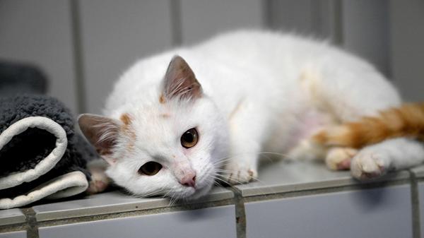 Ein weiterer Unglücksrabe ist der kleine weiße Kater mit den roten Flecken auf dem Kopf und einem roten Schwänzchen. Der Kater wurde am 31. Januar in Berngau in der Ortsmitte gefunden, genauer gesagt, bei der Metzgerei Nießlbeck. Dort fiel er auf, weil er gar so zutraulich war und bei genauerem Hinschauen wurde bemerkt, dass sich der Darm des Katers hinten herausstülpte. In so einer Situation ist, um das Leben des Tieres noch zu retten, Eile geboten und so wurde der etwa sechs Monate alte Kater sofort in die Tierklinik nach Nürnberg gebracht, wo er operiert werden musste. Der Kleine hat bis jetzt alles gut überstanden, aber im Tierheim Neumarkt ist es ein Rätsel, warum sich seine Besitzer bis jetzt noch nicht gemeldet haben. Das Tierheim Neumarkt hat aus organisatorischen Gründen keine offiziellen Öffnungszeiten. Für Besuch, Beratung und Tiervermittlung vereinbaren Sie bitte vorher einen Termin. Die Tierpflegerinnen können sich dann uneingeschränkt Ihrem Anliegen widmen. Auch zum Gassi gehen ist ein vorheriger Anruf sinnvoll. Katzenkuscheln ist täglich zwischen 14 und 17 Uhr möglich. Das Tierheim ist täglich (außer an Sonn- und Feiertagen) von 13 bis 17 Uhr unter der Telefonnummer (09181) 22862 erreichbar. Hier geht es zur Internet-Seite des Tierheims