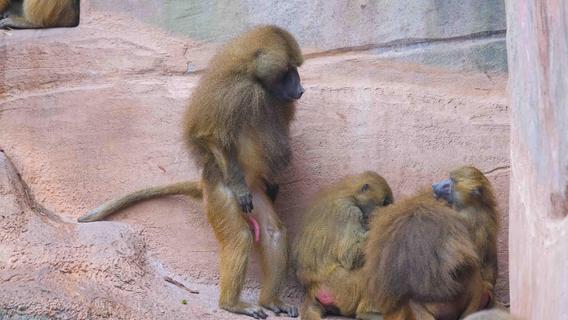 Tiergarten Nürnberg will Paviane töten: So rechtfertigt Zoo-Chef Dag Encke die Entscheidung
