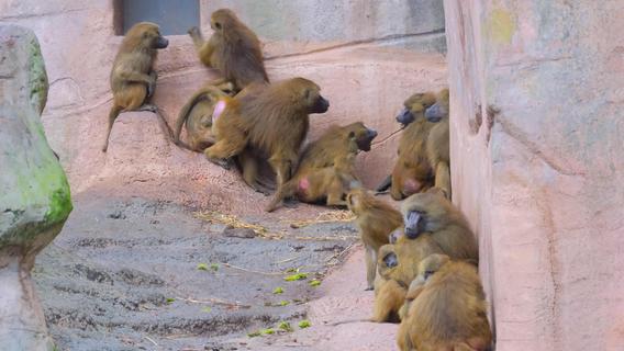 Tötung von Pavianen: Tiergarten Nürnberg steckt im tragischen Dilemma