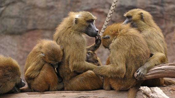 20 Affen zu viel in der Anlage: Tiergarten Nürnberg plant Tötung von Pavianen