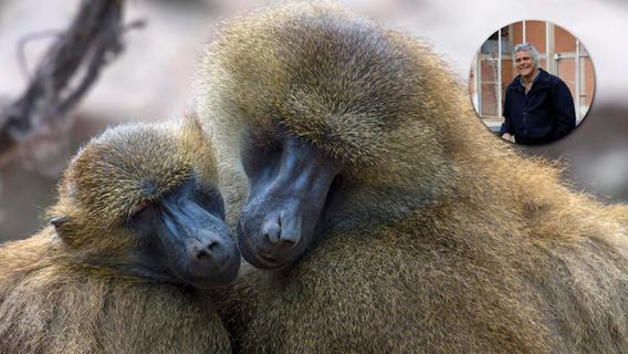 Primatenproblem in Nürnberg: Tiergarten-Direktor verteidigt Tötungs-Pläne