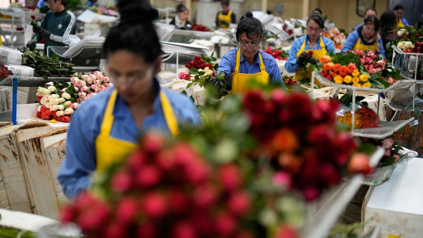 Arbeiterinnen verpacken in Kolumbiens Hauptstadt Bogotá Rosen für den Versand.