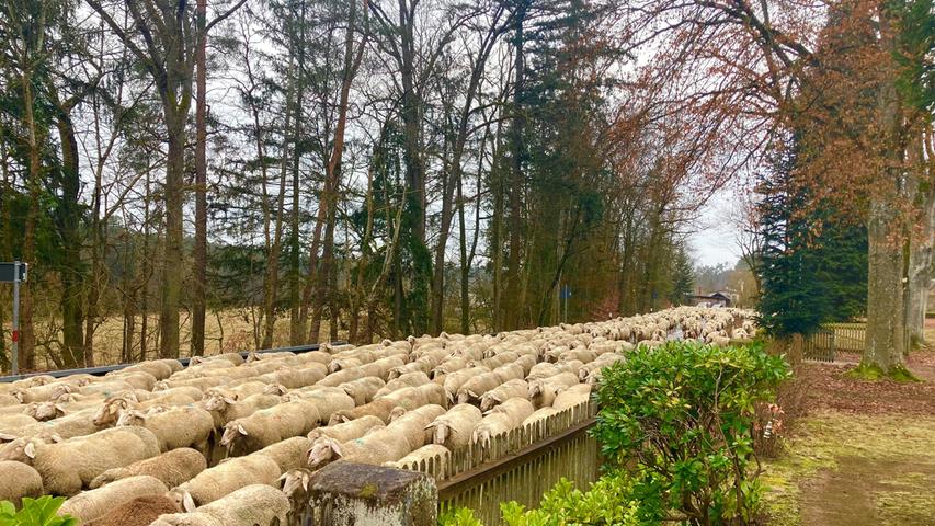 Eine Schafsherde durchquert Barnsdorf bei Roth. Mehr Leserfotos finden Sie hier