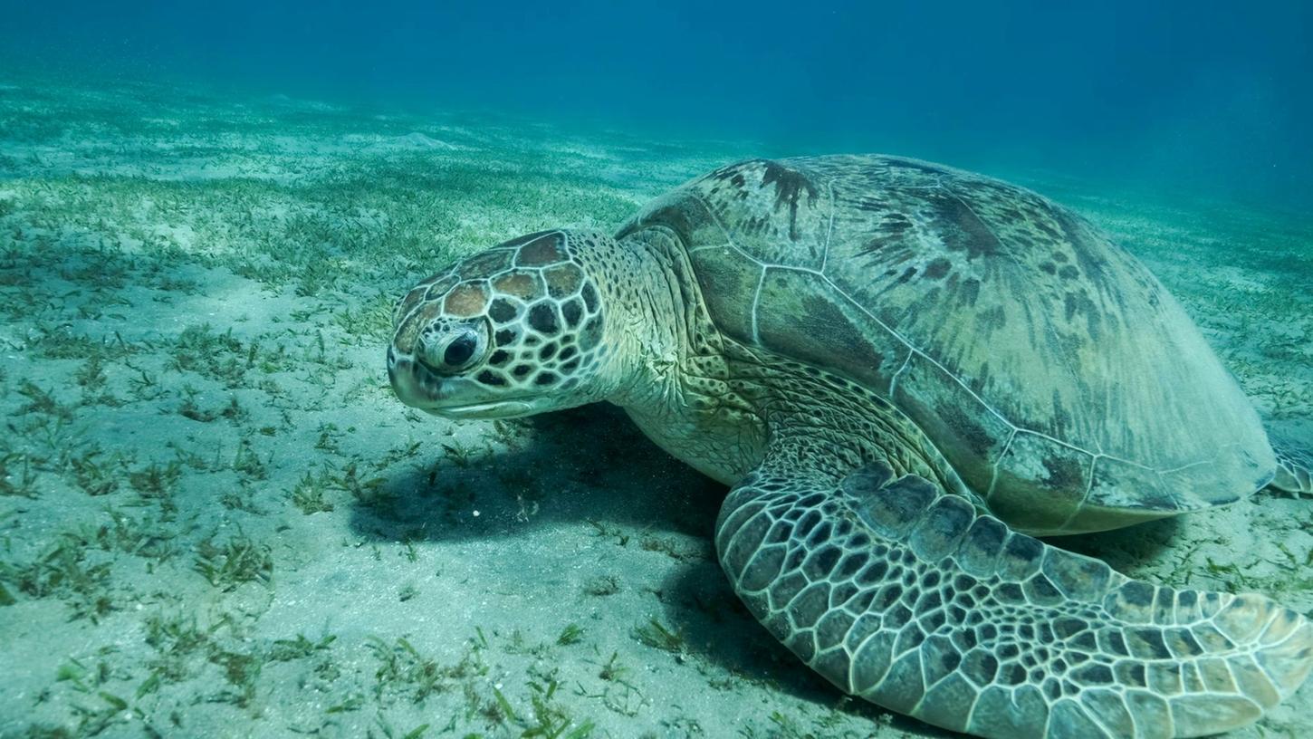 Eine Grüne Meeresschildkröte (Chelonia mydas) schwimmt im Roten Meer. Meeresschildkröten gehören zu den wandernden Tierarten.