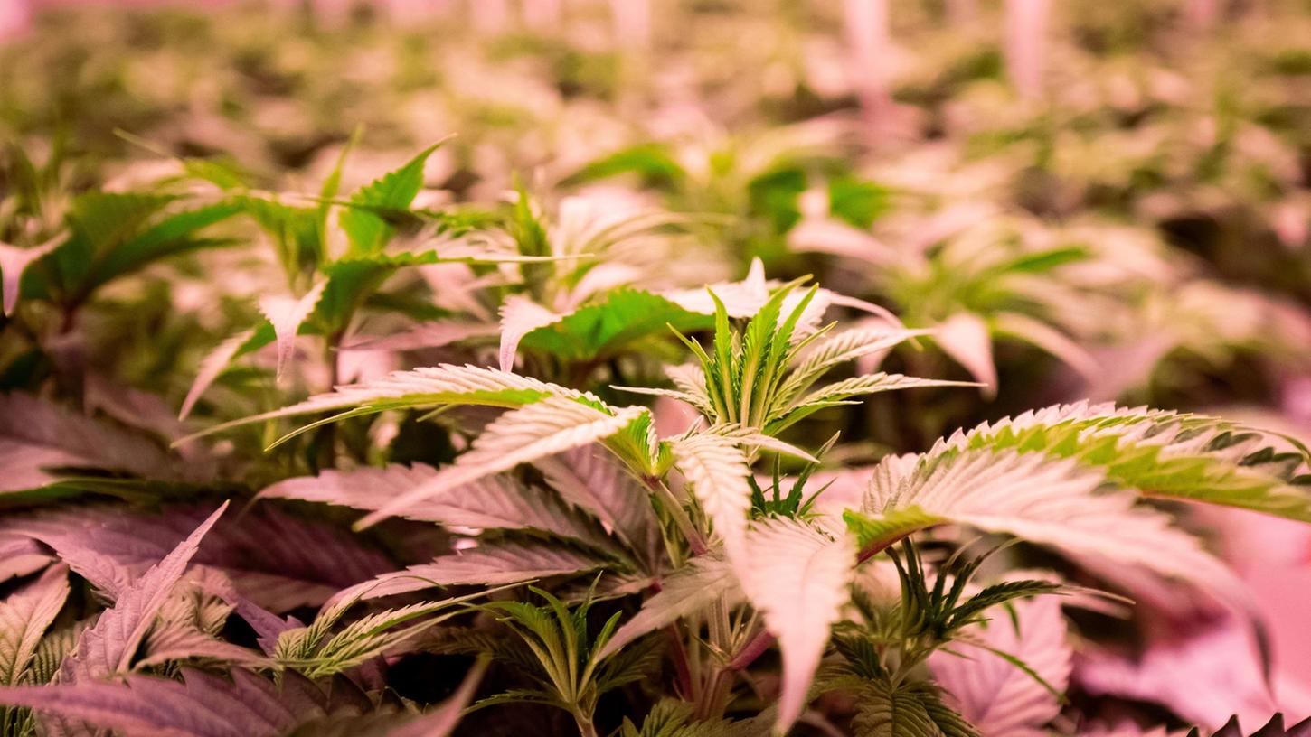 Die Debatte um die Legalisierung von Cannabis geht weiter.
