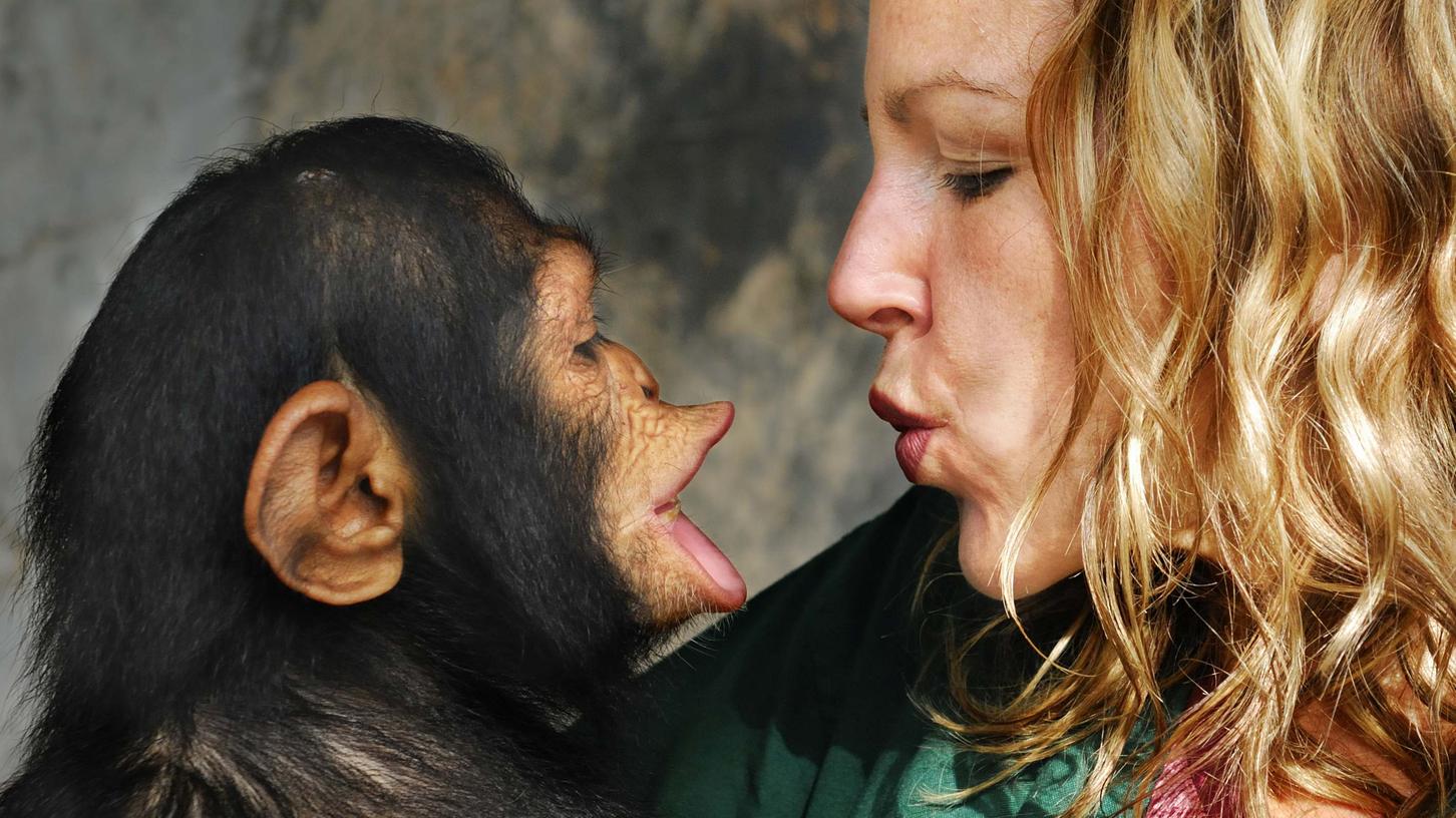 Eine Tierpflegerin hält einen Schimpansen auf dem Arm. Menschenaffen erkennen vertraute Gesichter auch nach langer Trennung wieder.