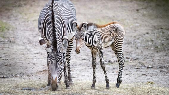 Feine Streifen, flauschige Ohren: Süßes Zebra-Baby im Nürnberger Tiergarten geboren