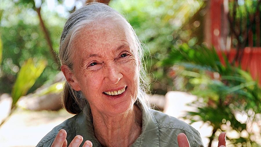 Ihr außerordentliches Lebenswerk wird nun endlich in einem Film gewürdigt: Szene mit Jane Goodall aus der Dokumentation „Jane’s Journey“.