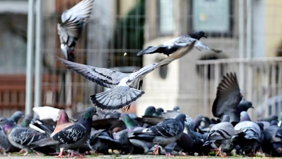 Kampagne gegen Taubenfütterung in Nürnberg: Herzlos oder sinnvoll?