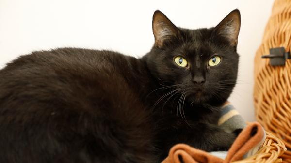 Die schwarze Katze „Chilli“ wurde mit zwei weiteren Katzenmüttern und insgesamt 13 Kitten in einer Scheune gefunden und „Chilli“ kam mit ihren eigenen fünf ebenfalls schwarzen Katzenkindern, die im April 2023 geboren wurden, ins Tierheim Neumarkt. Damals war „Chilli“ in sehr schlechtem Zustand. Sie hatte großflächige kahle Stellen im Fell, sie sah dadurch halb nackt aus, sie war stark abgemagert und zahllose Flöhe tummelten sich auf ihr und ihren ebenfalls viel zu mageren Babys. Diese schlimme Zeit ist für die etwa 2020/2021 geborene Kätzin Vergangenheit und wenn man „Chilli“ heute sieht, kann man sich dieses damalige Bild des Elends kaum vorstellen. „Chilli“ lässt sich mittlerweile auch von Menschen, die sie kennt und denen sie vertraut, gerne streicheln. Für „Chilli“ wird nun ein neues Zuhause gesucht, in welchem man schon Katzenerfahrung hat und man bereit ist, mit etwas Ruhe und Geduld das Vertrauen der Katze zu gewinnen. Für Kinder, die sie bedrängen, die laut sind, die hinter ihr herlaufen und sie gleich anfassen wollen, ist „Chilli“ nicht geeignet. Mit anderen Katzen hat die Katze im Tierheim bisher noch keine Freundschaft geschlossen, sie tut anderen Katzen aber auch nichts, sie geht ihnen eher aus dem Weg. Damit wäre „Chilli“ auch als Einzelkatze geeignet, doch dann sollte man auch genügend Zeit für sie haben. Das neue Zuhause von „Chilli“ darf gerne ländlich verkehrsberuhigt liegen, denn „Chilli“ wird wohl auch in Zukunft kaum auf ihren gewohnten Freigang und ihre Freiheit verzichten wollen. Das Tierheim Neumarkt hat aus organisatorischen Gründen keine offiziellen Öffnungszeiten. Für Besuch, Beratung und Tiervermittlung vereinbaren Sie bitte vorher einen Termin. Die Tierpflegerinnen können sich dann uneingeschränkt Ihrem Anliegen widmen. Auch zum Gassi gehen ist ein vorheriger Anruf sinnvoll. Katzenkuscheln ist täglich zwischen 14 und 17 Uhr möglich. Das Tierheim ist täglich (außer an Sonn- und Feiertagen) von 13 bis 17 Uhr unter der Telefonnummer (09181) 22862 erreichbar. Hier geht es zur Internet-Seite des Tierheims