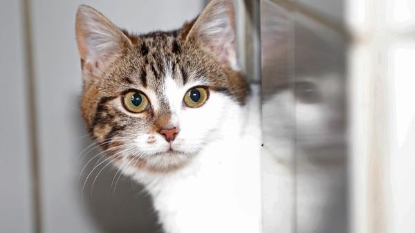 Als Fundtier kam das getigert-weiße Kätzchen ins Tierheim Neumarkt. Das etwa fünf bis sechs Monate alte Kätzchen wurde am 1. Februar allein auf weiter Flur im Bereich des Marktes Lupburg aufgelesen, genauer auf der Verbindungsstraße von Hörmannsdorf nach Beratzhausen, am Abzweig Rackendorf. Bevor das zutrauliche, freundliche Kätzchen dort unter die Räder eines Autos kommt, wurde es in Sicherheit und anschließend ins Tierheim Neumarkt gebracht. Wo wird dieses Kätzchen vermisst? Das Tierheim Neumarkt hat aus organisatorischen Gründen keine offiziellen Öffnungszeiten. Für Besuch, Beratung und Tiervermittlung vereinbaren Sie bitte vorher einen Termin. Die Tierpflegerinnen können sich dann uneingeschränkt Ihrem Anliegen widmen. Auch zum Gassi gehen ist ein vorheriger Anruf sinnvoll. Katzenkuscheln ist täglich zwischen 14 und 17 Uhr möglich. Das Tierheim ist täglich (außer an Sonn- und Feiertagen) von 13 bis 17 Uhr unter der Telefonnummer (09181) 22862 erreichbar. Hier geht es zur Internet-Seite des Tierheims