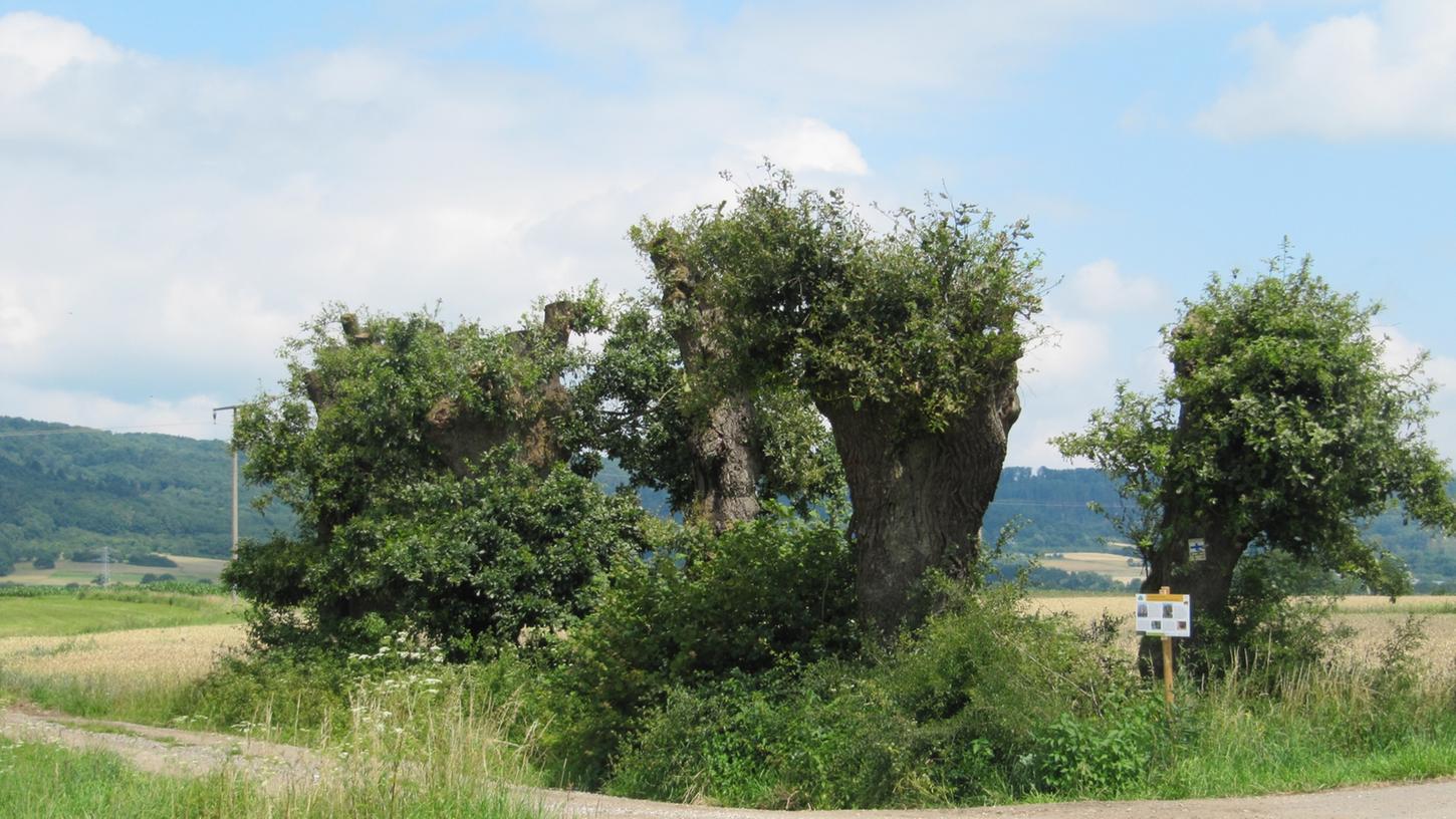 Kopfeichen bieten seltenen Tierarten Schutz. Durch den richtigen Schnitt sollen sie erhalten werden. Kopfeichen bieten seltenen Tierarten Schutz. Durch den richtigen Schnitt sollen sie erhalten werden.
